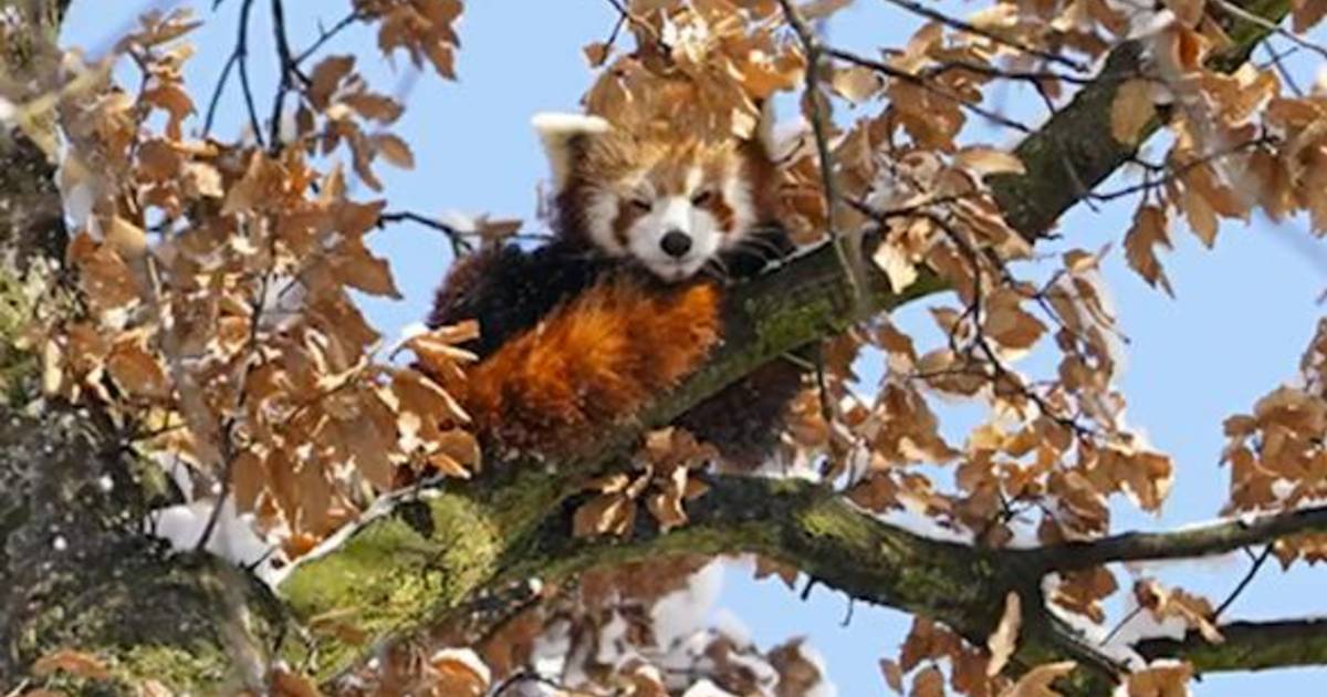 Video van de Dag | Kleine rode panda ontsnapt uit verblijf | Regio ...