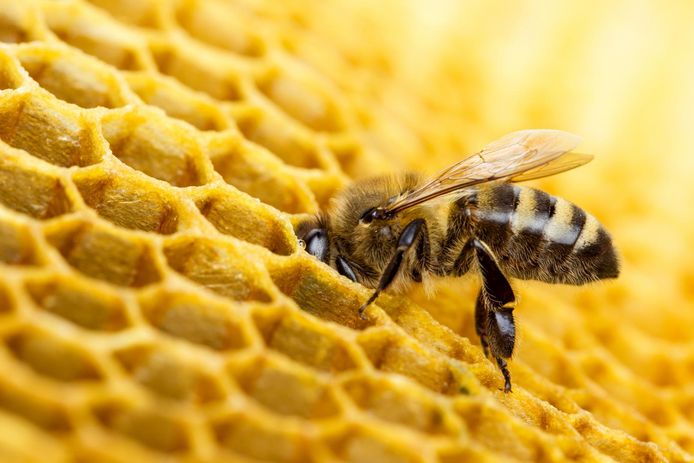Alle bijen worden bedreigd door het pesticide neonictinoïden.