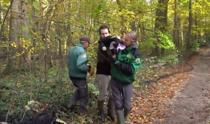 Eén van de reeën wordt gevangen