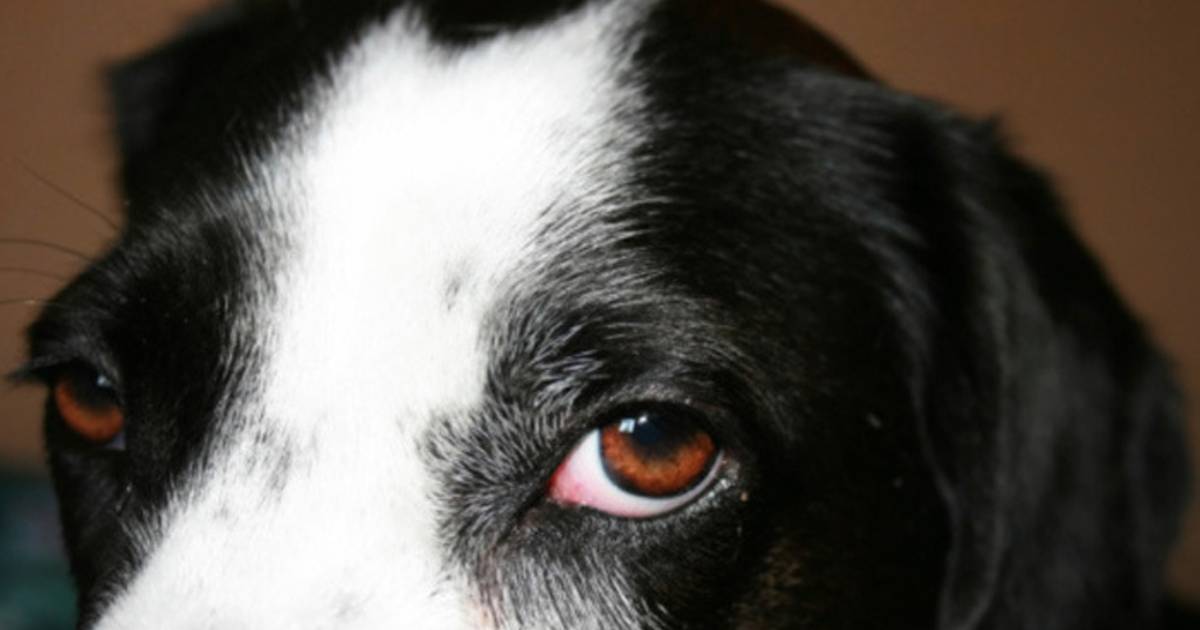 Honden 'zo stoned als een garnaal' bij dierenarts Nieuws tubantia.nl