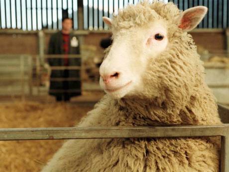 Het klonen van schaap Dolly opende de deur voor nieuw medicijnonderzoek
