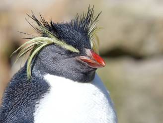 Vos doodt oudste pinguïn van Edinburgh Zoo