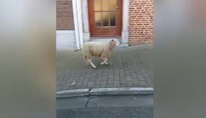 Un mouton dans les rues de Gilly (Charleroi)