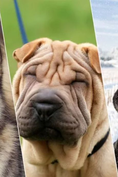 Une journaliste envoie son ADN à un laboratoire canin: elle serait le mélange... de trois races de chiens