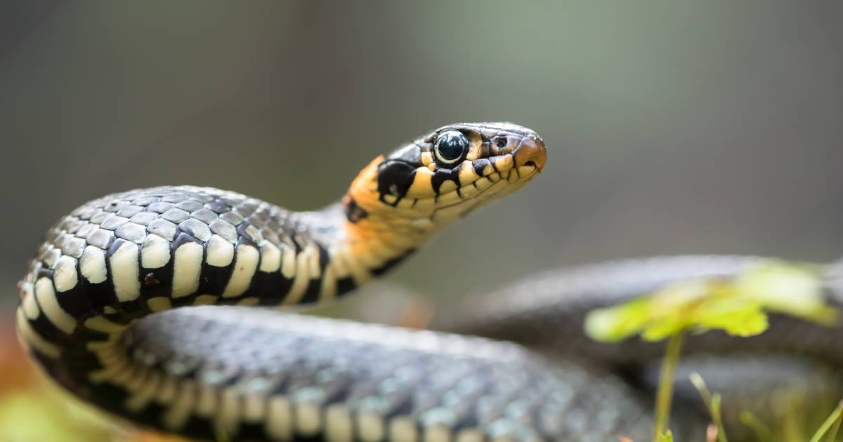 Ringslang gevonden in schoorsteen Hekendorp: toename slangen blijkt een feit | Gouda
