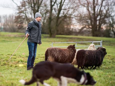 Landgoed Nabbegat in Zeeland twee weekenden decor voor NK schapendrijven   