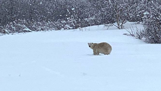Zeer ongebruikelijk: ijsbeer gespot in het zuiden van Canada