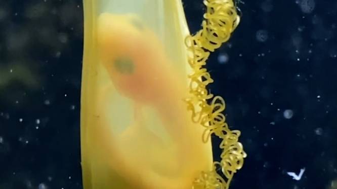 Prachtige close-up van wriemelend haaitje in ei