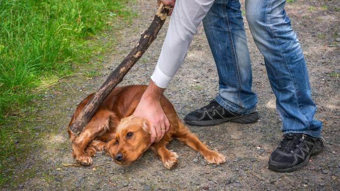 Boetes voor dierenbeulen worden tot vijftig keer strenger: “We pikken zo'n gedrag in Vlaanderen niet meer”