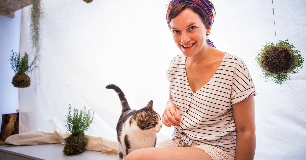 Kattencafé Dreamcatchers opent deuren Gent hln.be