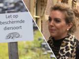 Heijnen: 'Kan niet zo zijn dat land platligt vanwege dassen'
