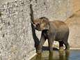 La famille des éléphants d'Asie de Pairi Daiza va encore s'agrandir
