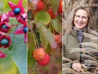 “Deze inheemse plant is ijzersterk en doet het goed op zowat elke niet te droge plek”: de mooiste bessen voor meer kleur (en vogels) in je wintertuin