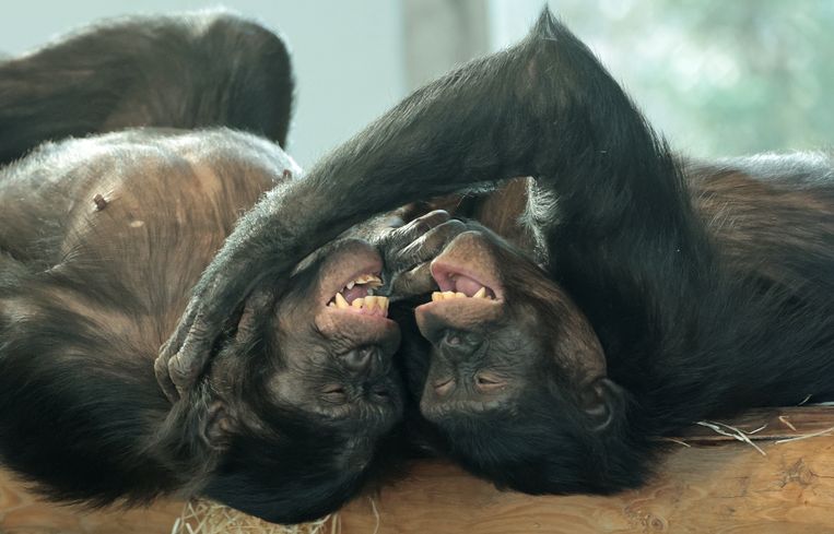 Op alle foto’s zijn bonobo’s te zien die een spelgezicht tonen.  Beeld Joke Kok