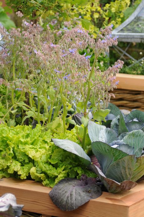 Créer votre premier potager? Succès garanti avec ces 5 fruits et légumes