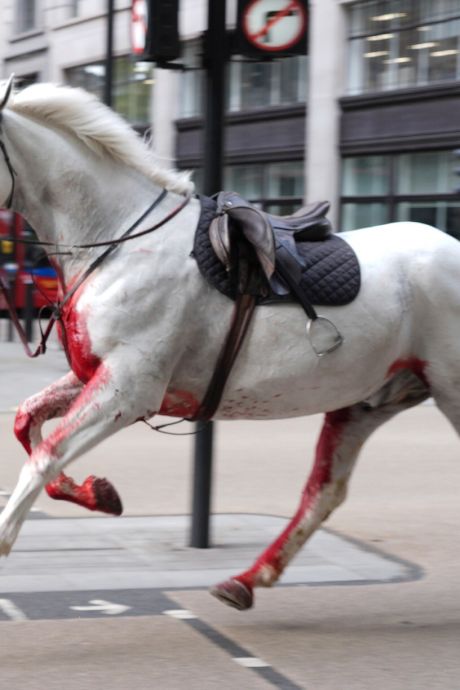Des chevaux en cavale sèment la pagaille en plein centre de Londres: l’un d’entre eux est couvert de sang