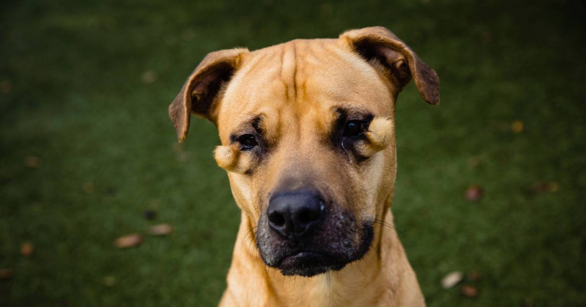 Anjing penampungan ‘jelek’ akhirnya menemukan rumah setelah menjadi viral |  di luar