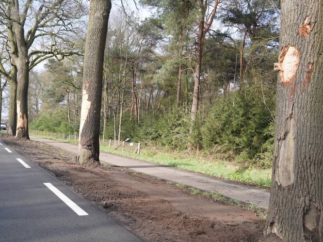 Vrachtwagen met 20.000 kilo aan betonnetten ramt drie bomen langs de N65: ‘Het gebeurde in twee seconden’