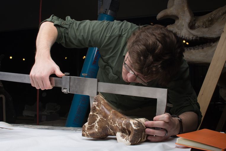 Onderzoeker Scott Persons meet een deel van Scotty’s skelet.