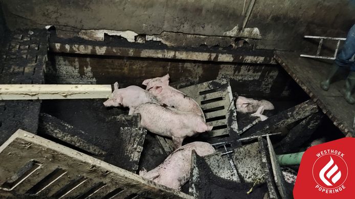 Een foto ter illustratie van varkens in een aalput nadat de stalvloer instort.