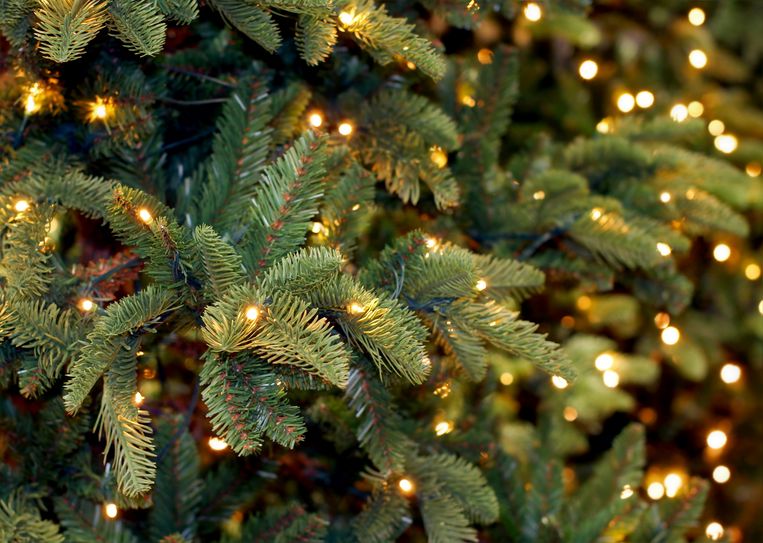 Grondig hel zonne Hier kun je een duurzame kerstboom kopen (en inleveren) | Het Parool