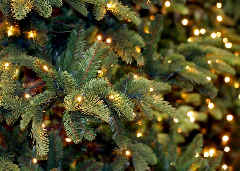 gebied Voorstad beeld Hier kun je een duurzame kerstboom kopen (en inleveren) | Het Parool