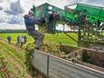 Arbeidsmigranten aan het werk in de regio.