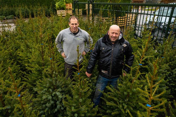 Johan van der Velden(grijze trui) met werknemer Raymond tussen de kerstbomen bij Boomkwekerij Plantloon in Kaatsheuvel.