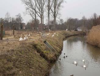 Ganzen aan Demer moeten weg