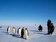 Nieuwe pinguïnkolonies ontdekt op Antarctica