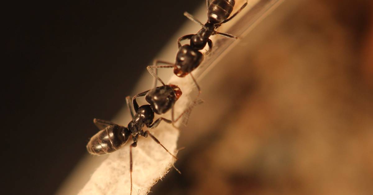 Les fourmis se réveillent à nouveau : c’est ainsi que l’on reconnaît les trous de rotation nocifs en Méditerranée |  Vie
