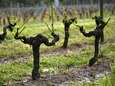 Noodweer vernielt Franse wijnvelden: ook in ons land kans op felle hagelbuien