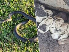 Australische peuter gaat achter uiterst giftige slang aan, nest van 110 eieren in voortuin ontdekt