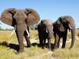 Botswana wil jacht op wilde dieren heropenen