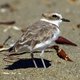 Zeevogels verspreiden dodelijk plastic over de hele wereld
