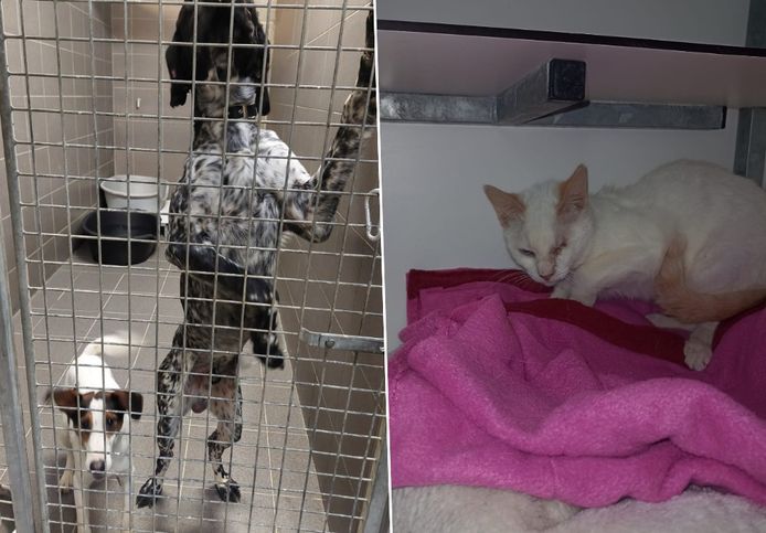 Drukke week voor dierenasiel Sint-Truiden: 34 katten uit één huis en 20 honden meegenomen