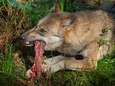 Wolf verantwoordelijk voor zes gedode schapen in Someren-Eind