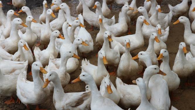 Vogelgriep Nieuwerbrug schrikt pluimveeliefhebbers op: ‘Er gaat veel leed schuil achter zo'n melding’