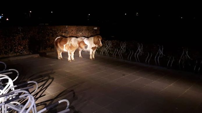 De loslopende Barneveldse pony’s.