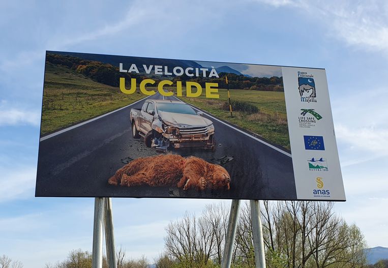 L’orso sta tornando in Italia e non tutti ne sono contenti