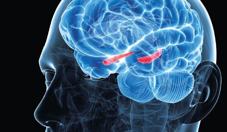De hippocampus (in het rood weergegeven). Beeld SKU