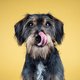 Bazig of eigenwijs? Daarom kan het gevaarlijk zijn om een label op je hond te plakken