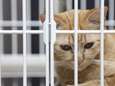 Encore un chat maltraité: 4 mois de prison avec sursis