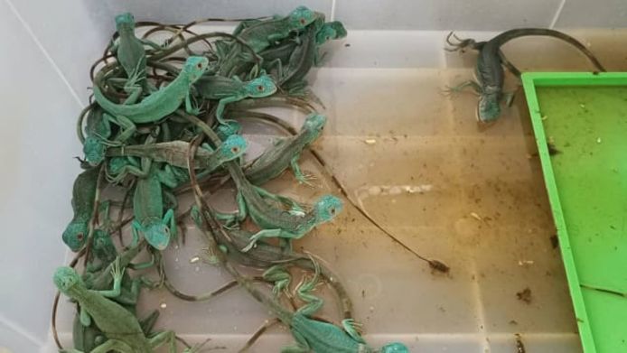 Thaise ambtenaren ontdekten 109 dieren in de bagage van twee vrouwen, waaronder 50 hagedissen.