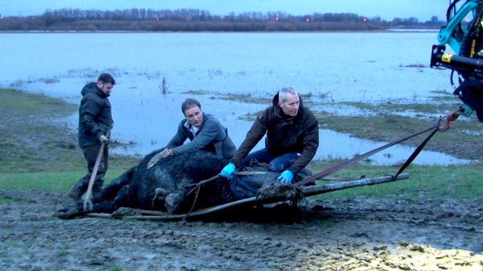 Verschillende pogingen om het dier naar de kust te lokken mislukten.