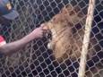 Dierenverzorger daagt leeuw uit, maar dat blijkt geen goed idee