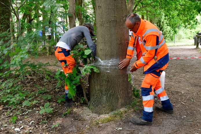 De 'wond' van de beschadigde bomen wordt ingezwachteld met tape. Zo hopen experts de eiken nog te kunnen redden