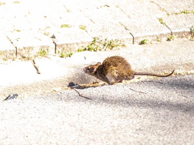 Opvallend meer ratten in Molse straten door droog weer: gemeente laat vergif plaatsen