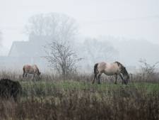 Grazers moeten weg uit vervuilde uiterwaarden, stelt SP: ‘Onverantwoord voor de dieren’