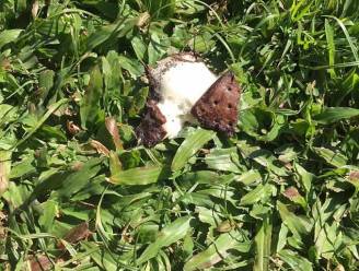 Zelfs de mieren lopen weg: ijsje smelt niet na 4 dagen in de zon